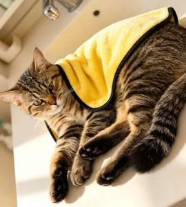 Custom Logo Private Label Thick Fluffy High Absorbent OEM ODM Pet Towel